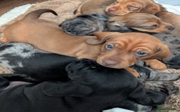 Dachshund dogs for sale: Beautiful Dachshund puppies  - Image 17