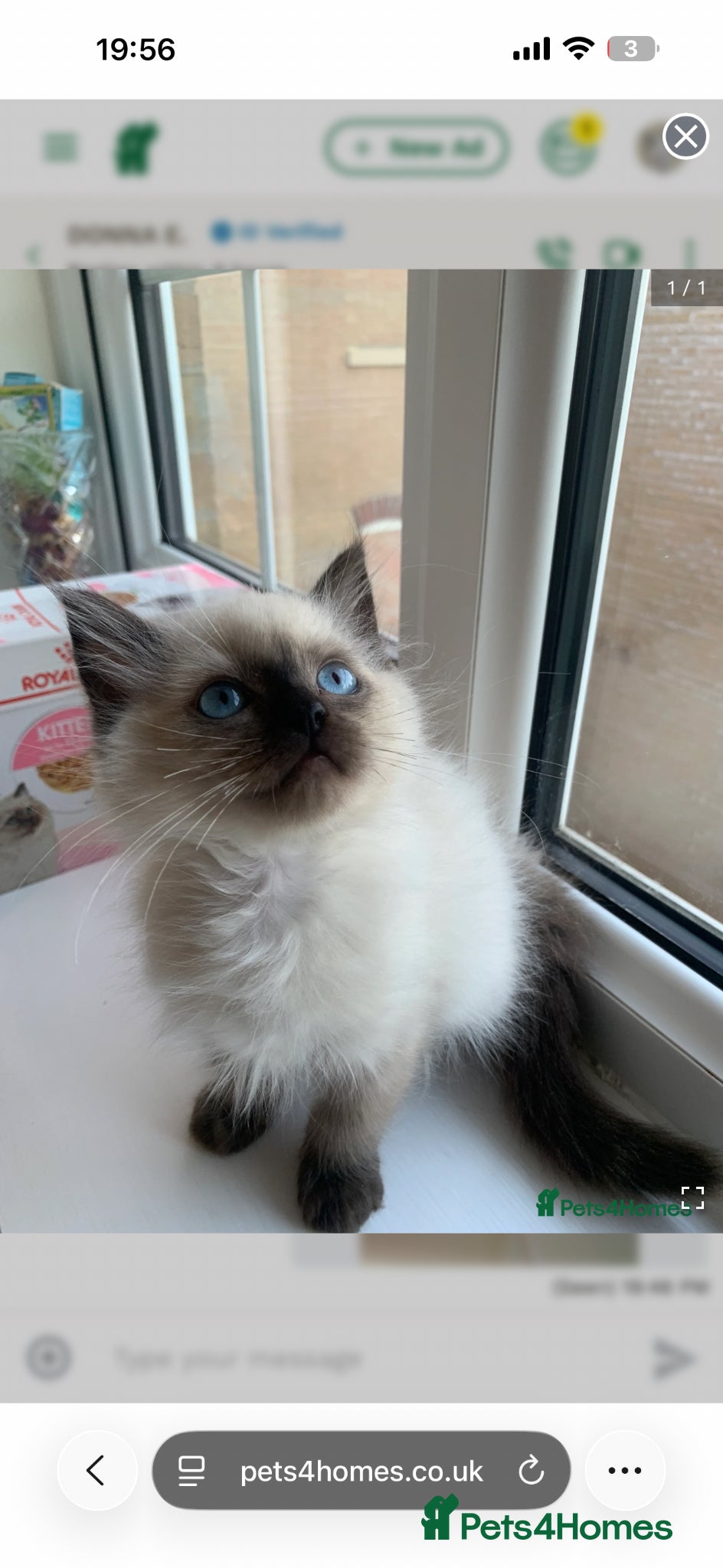 Ragdoll cats One last boy still Available  - Advert 2