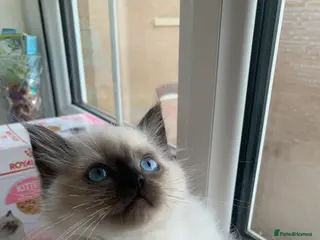 Ragdoll cats One last boy still Available - Advert 18