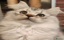 British Longhair cats for sale: Silver shaded soft british longhair male - Image 1