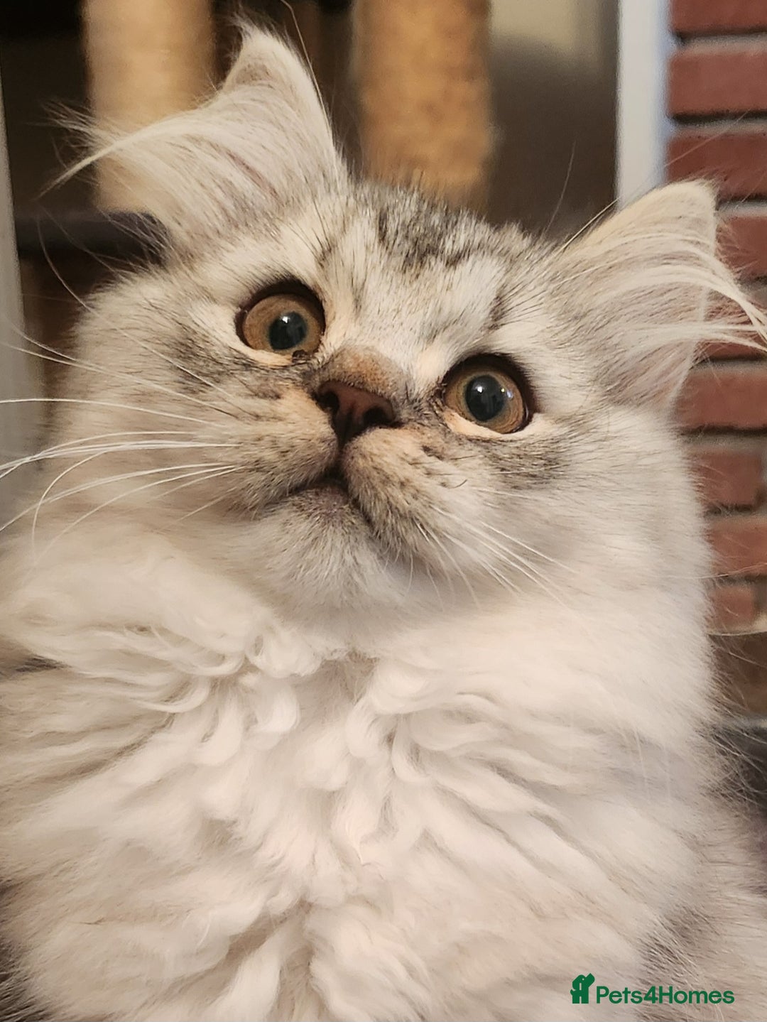 British Longhair cats for sale: Silver shaded soft british longhair male - Image 1