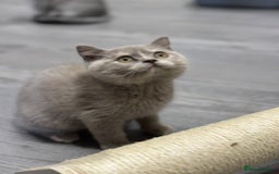 British Shorthair cats for sale: 🌈Choc Lilac Fawn Tortie Full Pedigree Brit BSH😍 - Image 40
