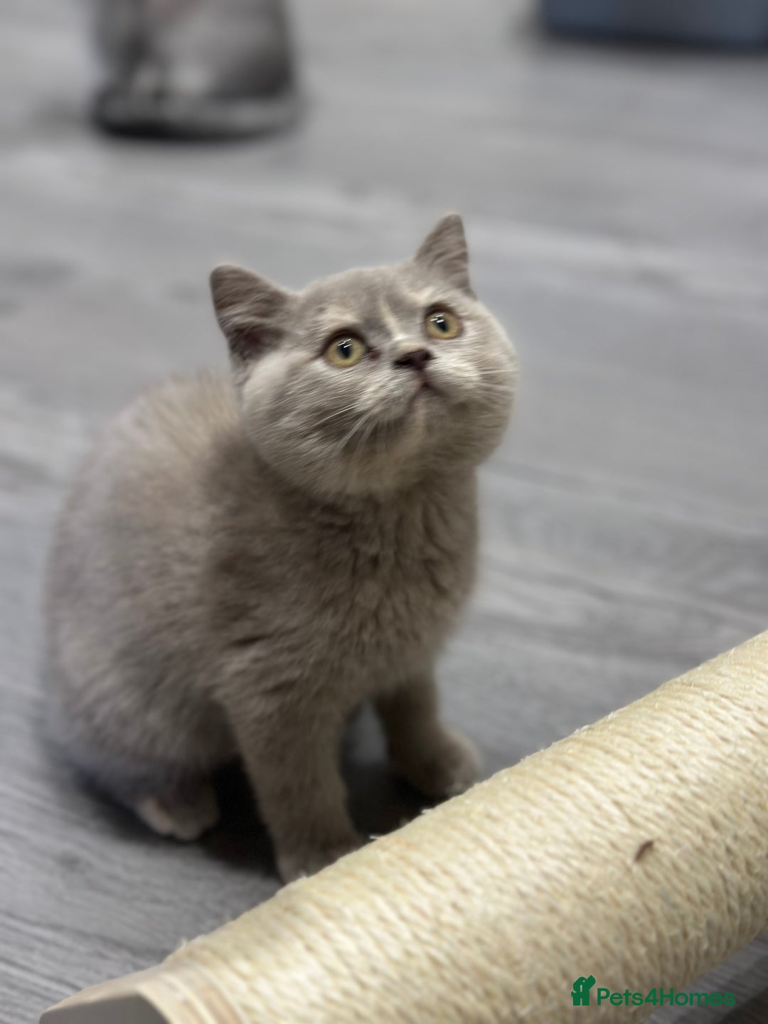 British Shorthair cats for sale: 🌈Choc Lilac Fawn Tortie Full Pedigree Brit BSH😍 - Image 40