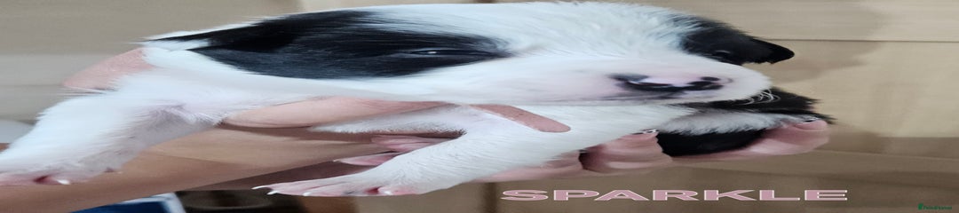 Border Collie Puppy 8