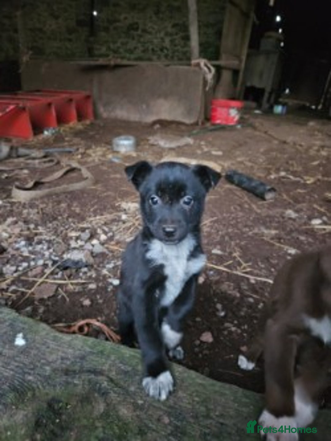 Mixed Breed dogs for sale: brown collie puppies (1 black) - Advert 17