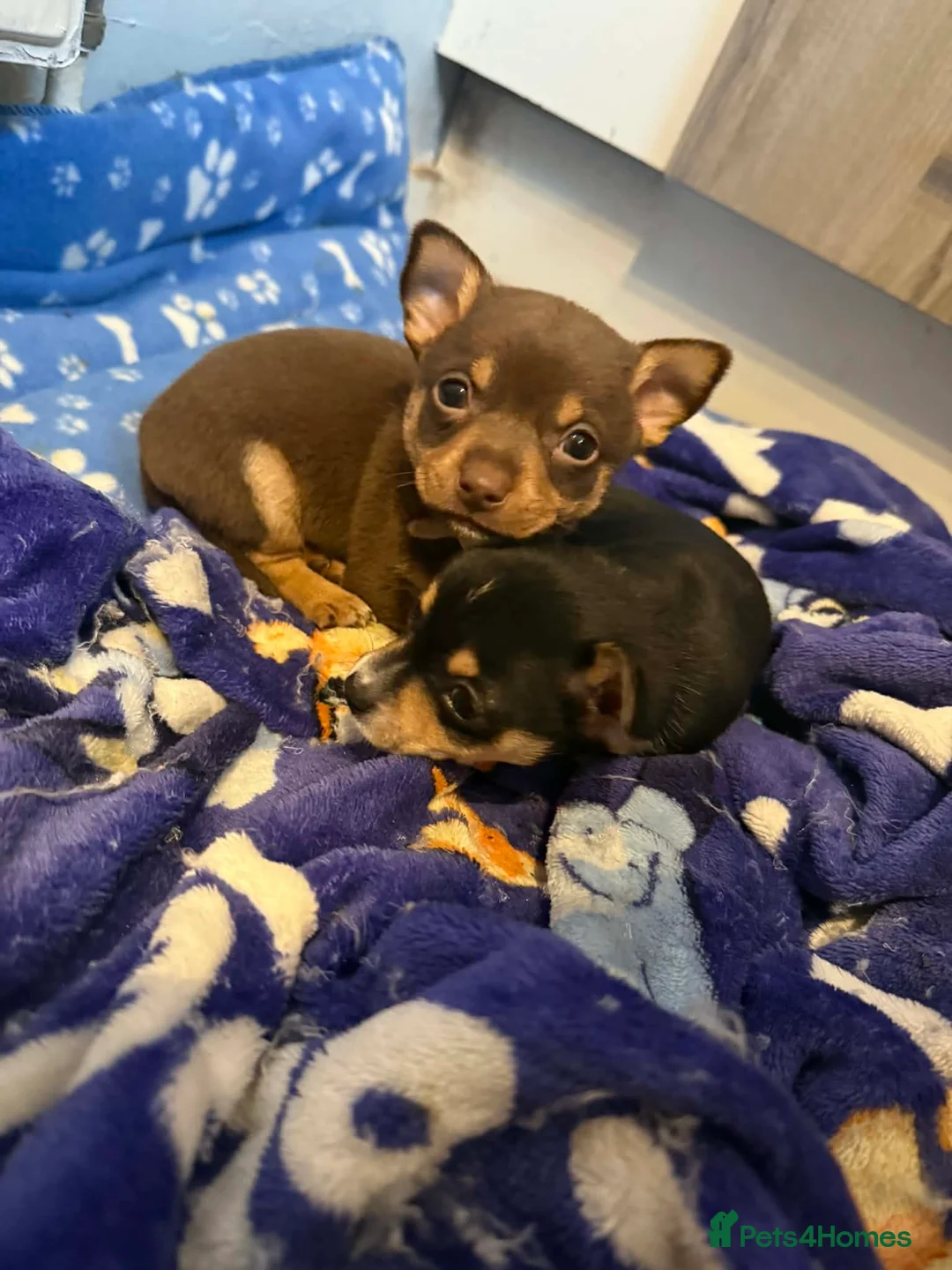 Chihuahua dogs for sale: 2xmale chihuahua  - Advert 1