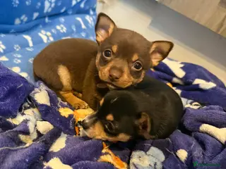 Chihuahua dogs 2xmale chihuahua - Advert 14