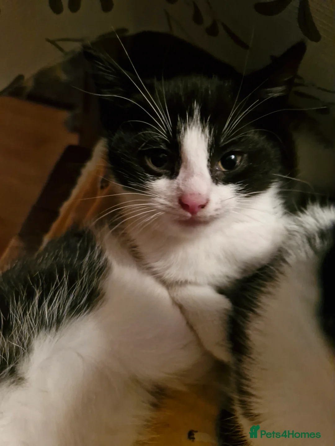 Mixed Breed cats for sale: Kittens - Advert 5