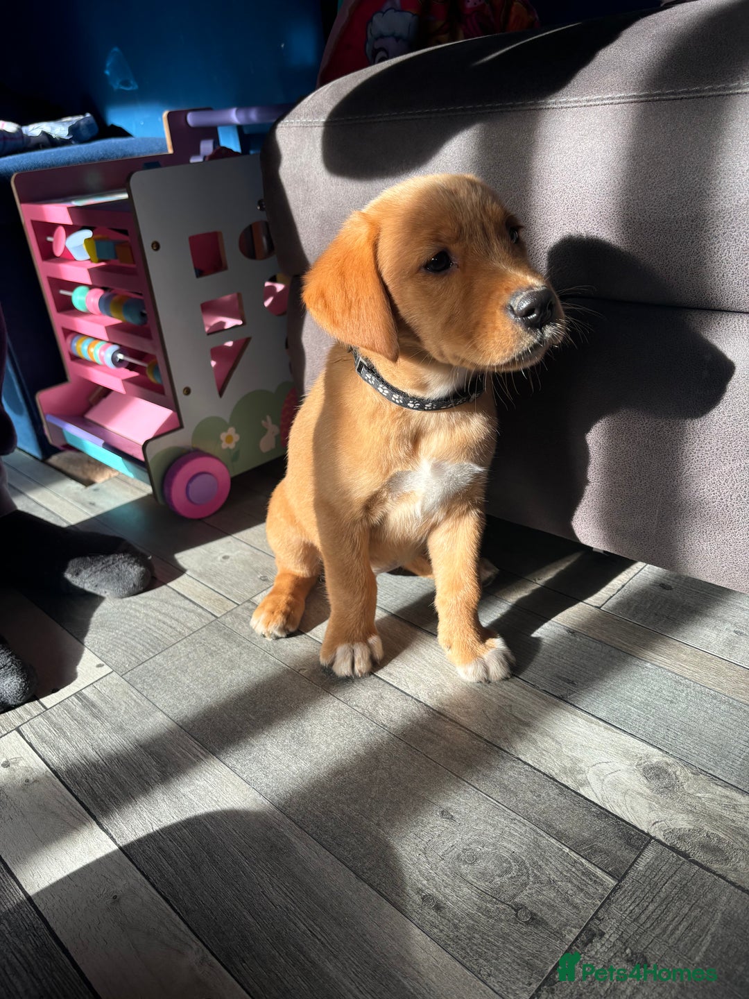 Goldador dogs for sale: Stunning Retriever cross Labrador puppy  - Image 12