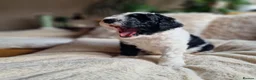 Sheepadoodle dogs for sale: Ultimate Pedigree F1 Sheepadoodles  - Advert 8
