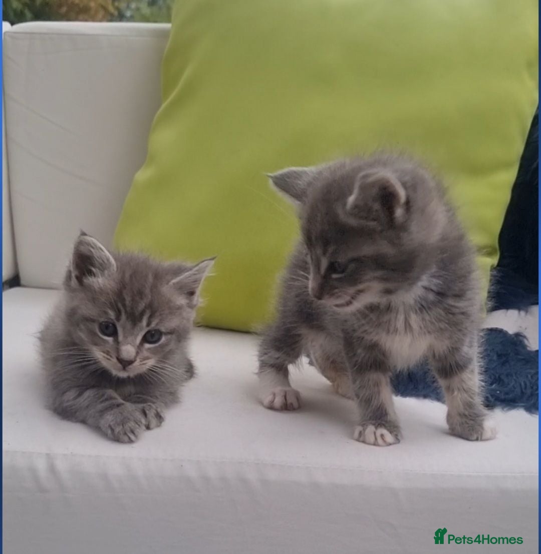 Maine Coon cats Mainecoon kittens READY NOW grey silvers  - Advert 17