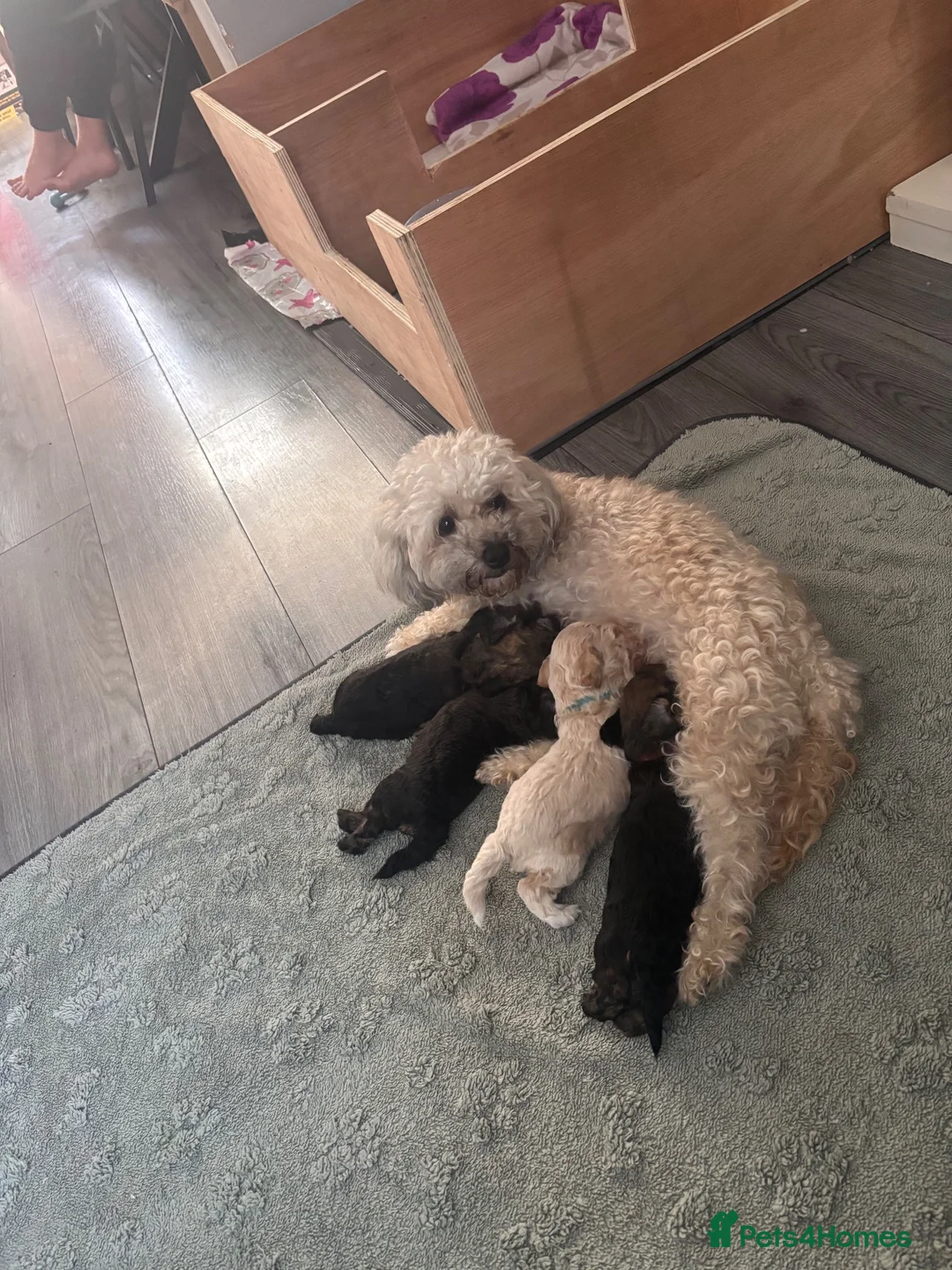 Miniature Poodle dogs for sale: Poodle mix - Advert 1