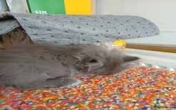 Mixed Breed cats for sale: 3 [remaining] girl kittens looking for new homes - Image 13