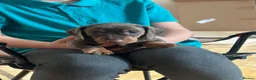 Dachshund dogs for sale: 3 chunky boys for sale 🏡  in Westbury - Advert 5