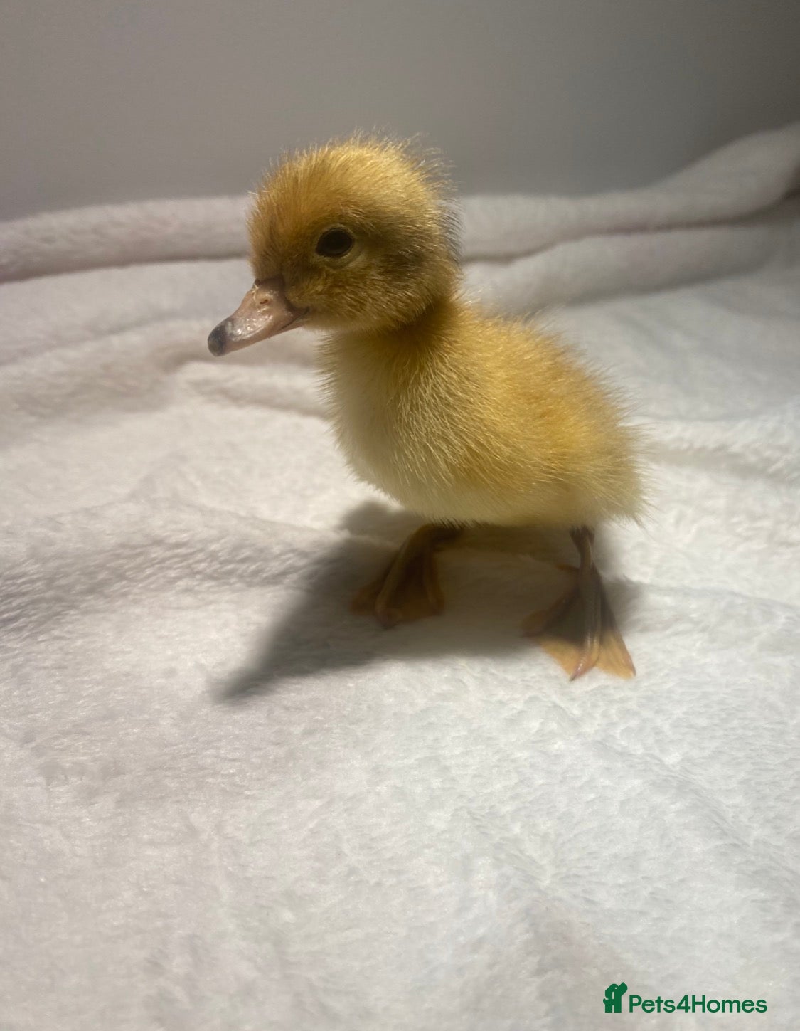 Ducks poultry Abacot Ranger Ducklings - 1 Week Old - Advert 1