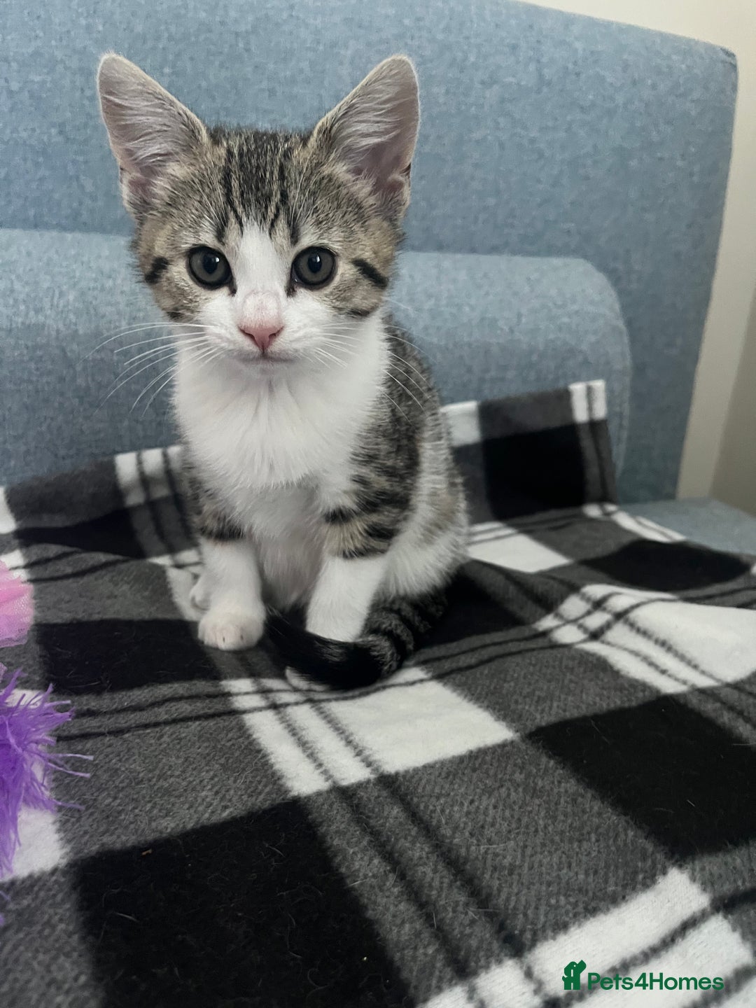 Bengal cats for sale: Bengal x british shorthair female kitten - Advert 2