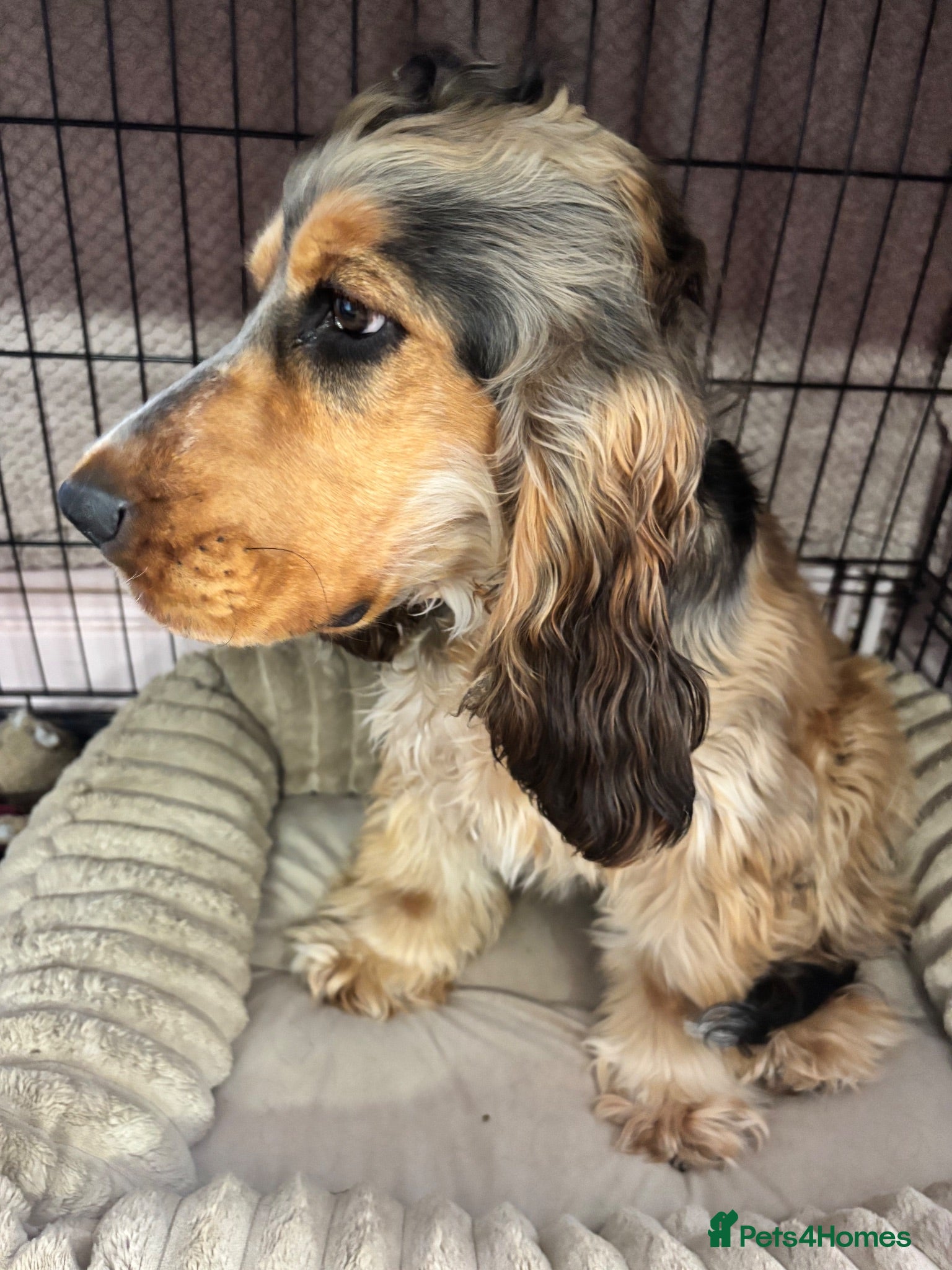 Cocker Spaniel dogs 7 month old Show Cockerspaniel - Advert 3