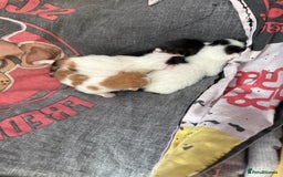 Domestic Shorthair cats for sale: 4 cute little kittens  - Image 2