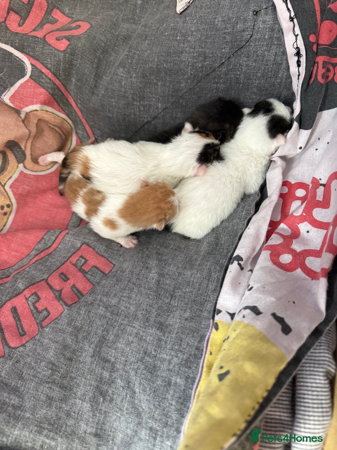 Domestic Shorthair cats for sale: 4 cute little kittens  - Image 2