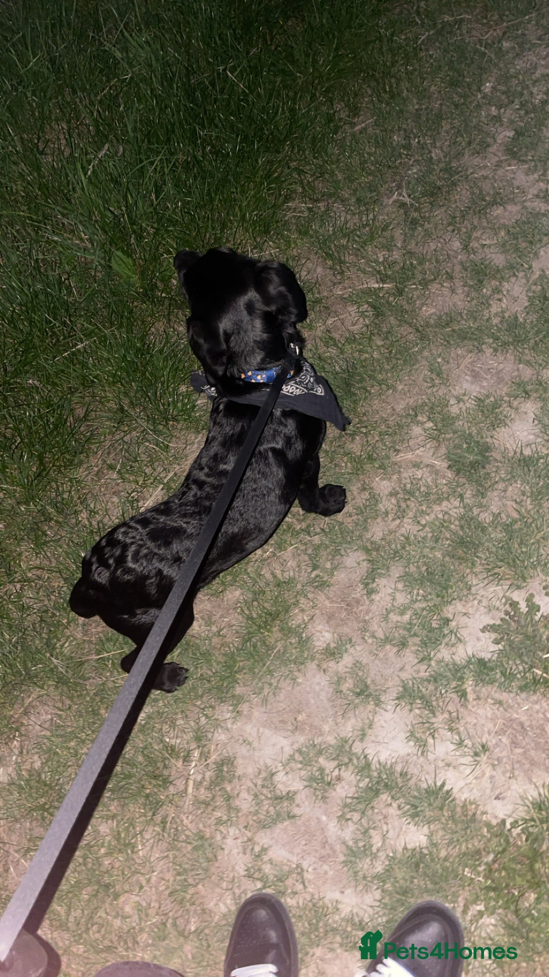 Labrador Retriever dogs for sale: Joey  - Advert 10