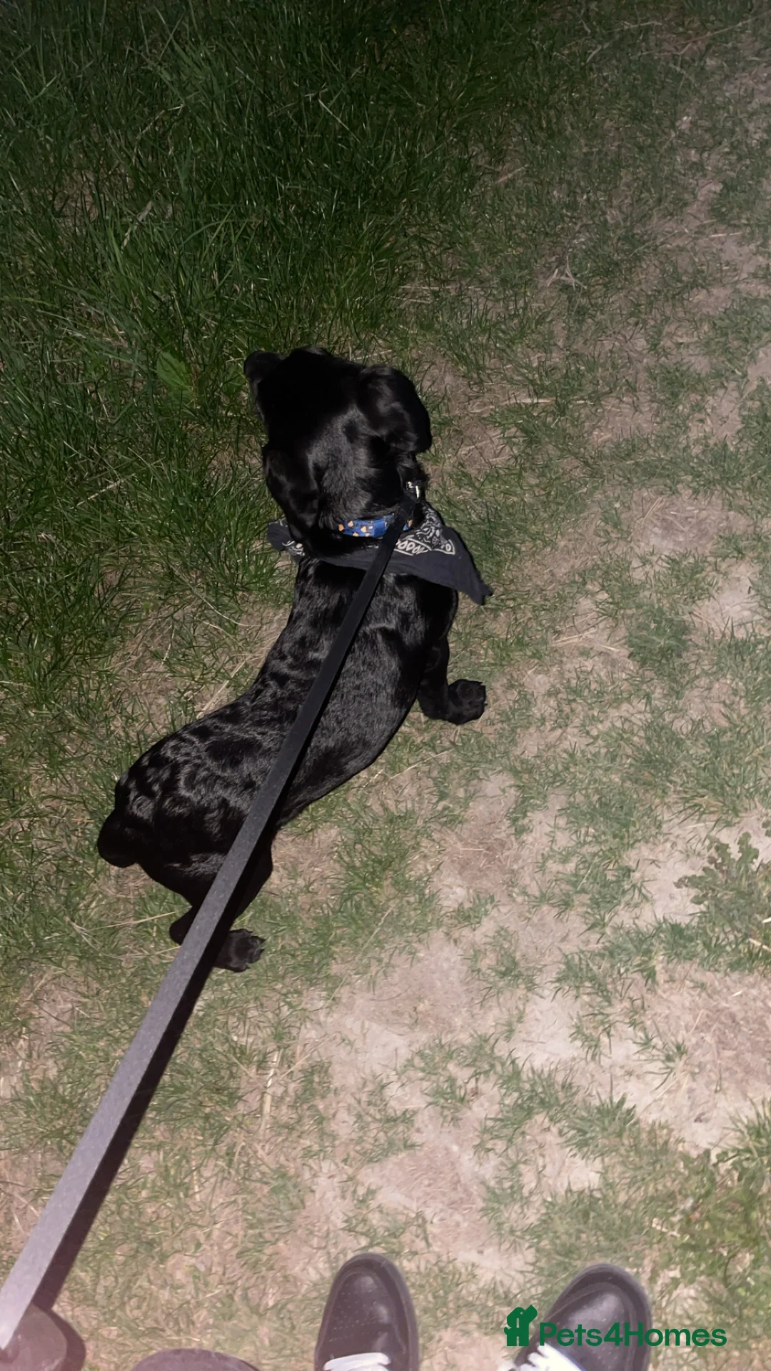 Labrador Retriever dogs for sale: Joey  - Advert 10