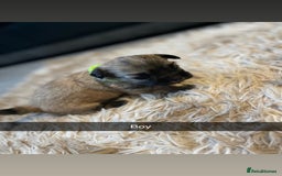 Mixed Breed dogs for sale: Imperial Zuchon cross maltese - Image 11