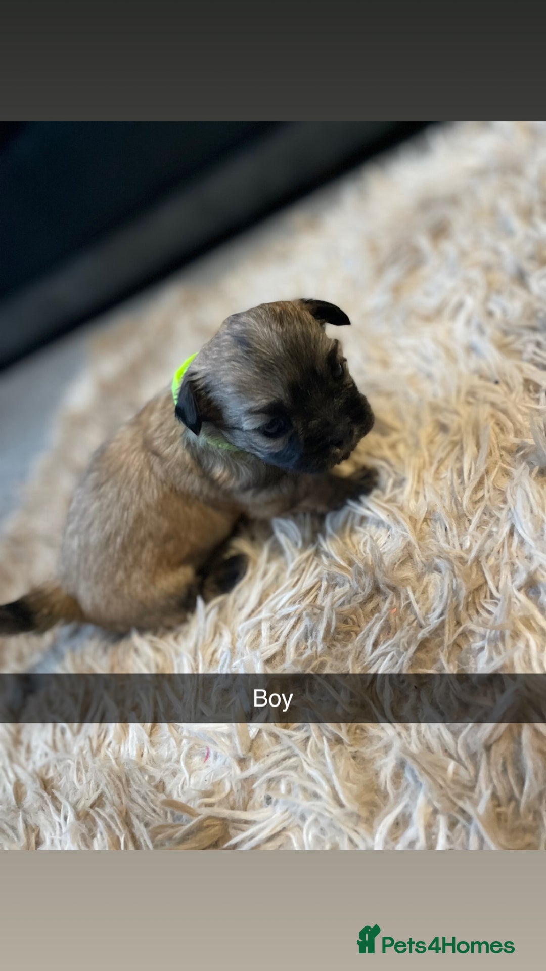 Mixed Breed dogs for sale: Imperial Zuchon cross maltese - Image 11