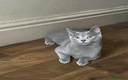 Russian Blue cats for sale: Russian blue  - Image 6