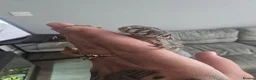 Lizard reptiles for sale: Occelated uromastyx  in Wellingborough - Advert 4