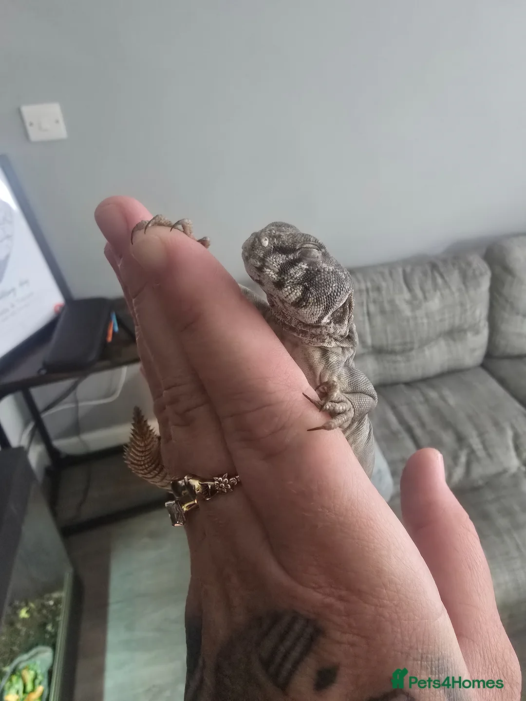Lizard reptiles for sale: Occelated uromastyx  in Wellingborough - Advert 4