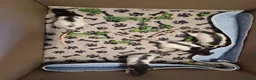 Rat rodents for sale: Baby rats 6 weeks old - Advert 2