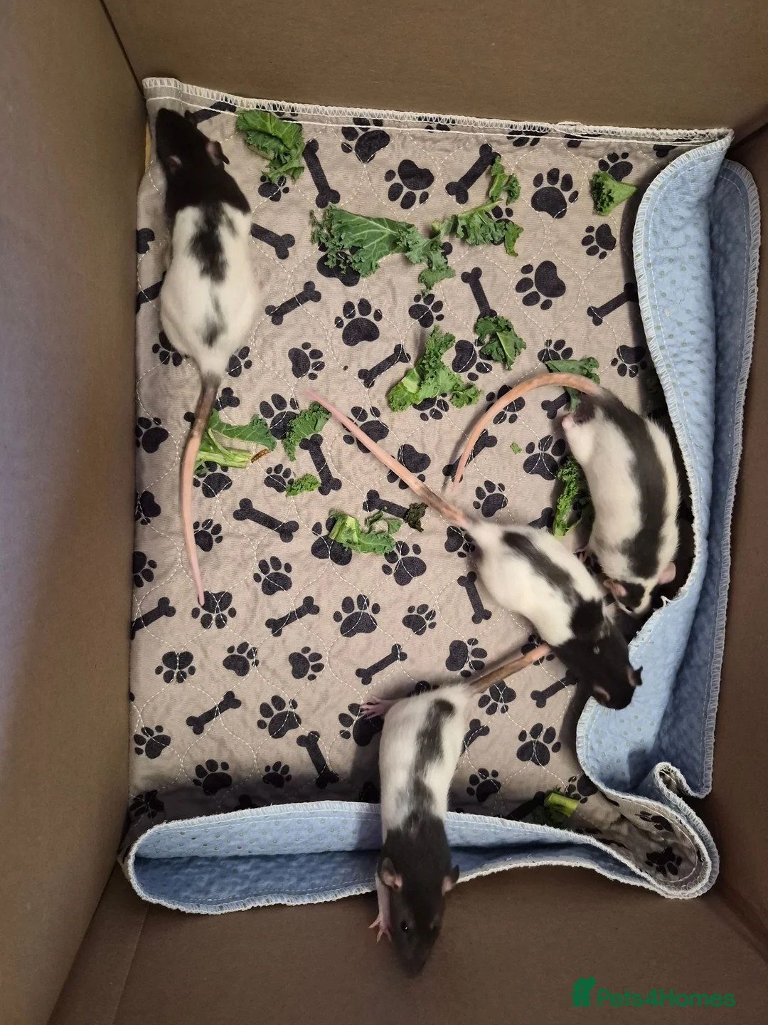 Rat rodents for sale: Baby rats 6 weeks old - Advert 2