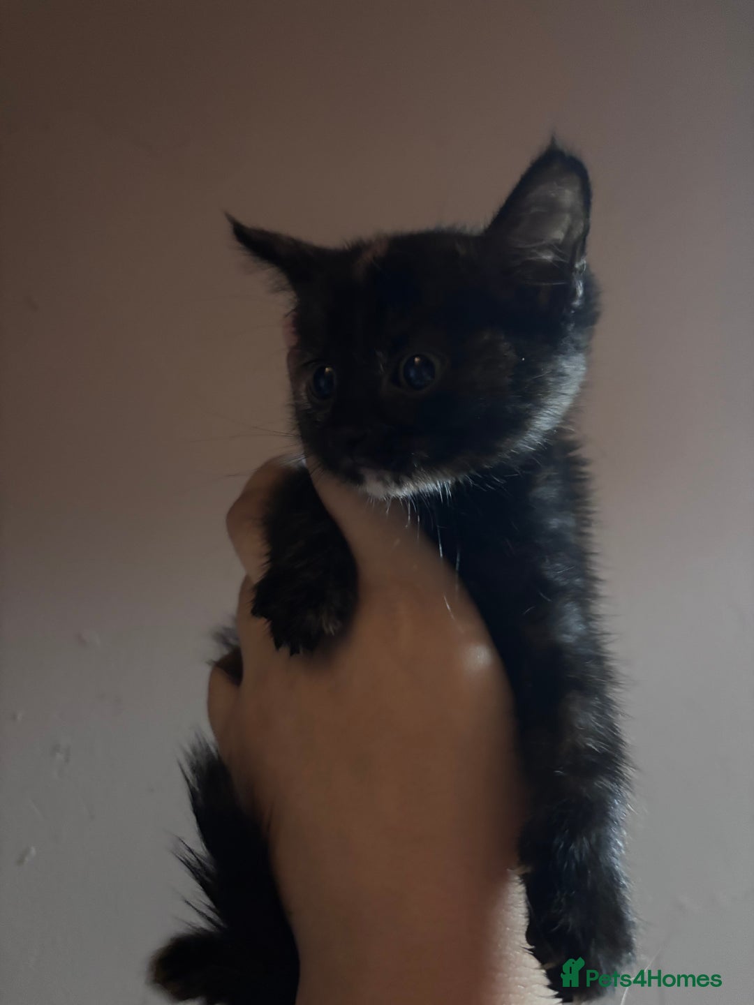 Mixed Breed cats for sale: Kittens/cats in need of new homes  - Image 4