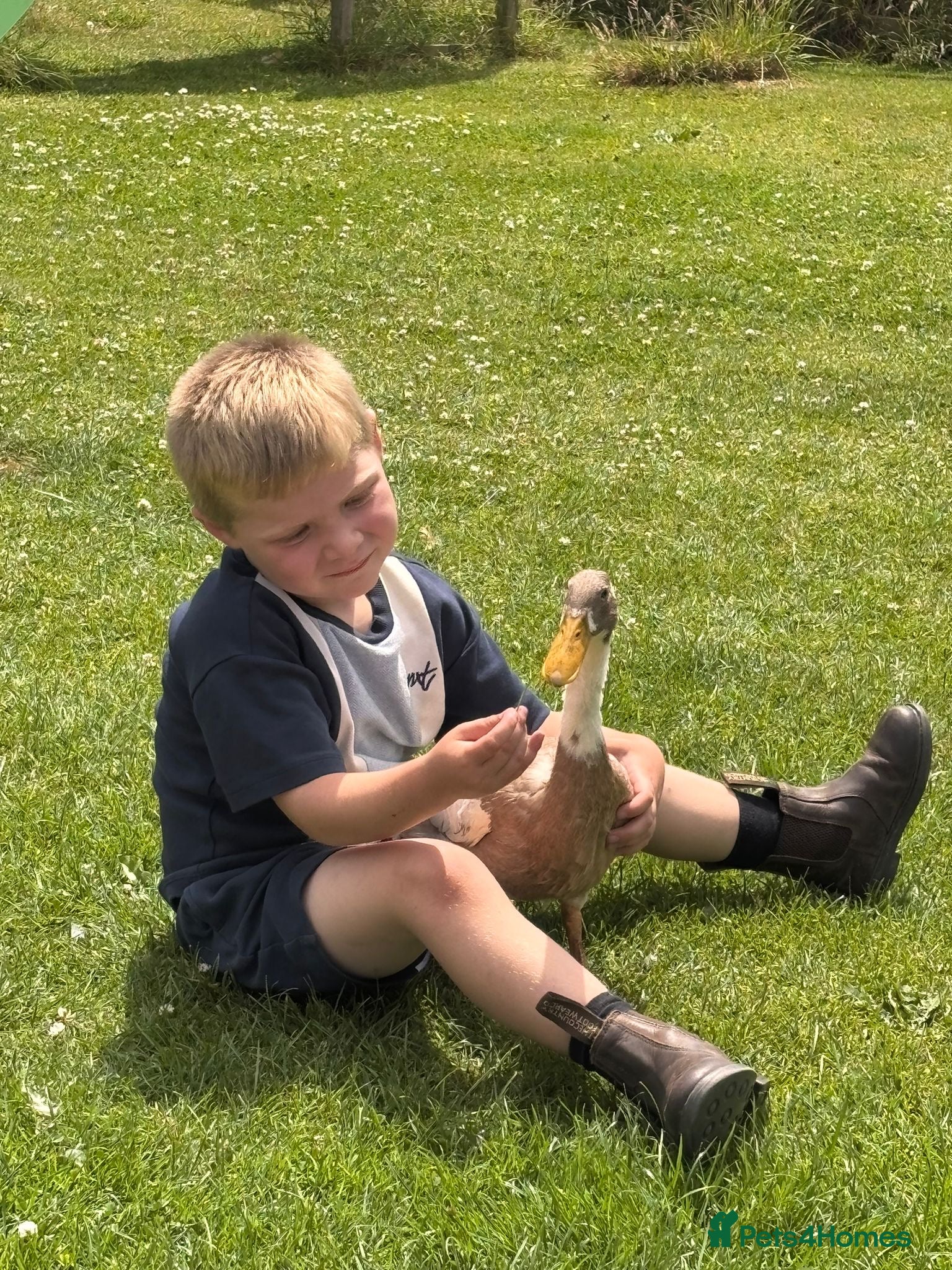 Ducks poultry Indian Runner Ducks  - Advert 6