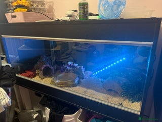 Python Snake reptiles Banana ball python needs a new home - Advert 1