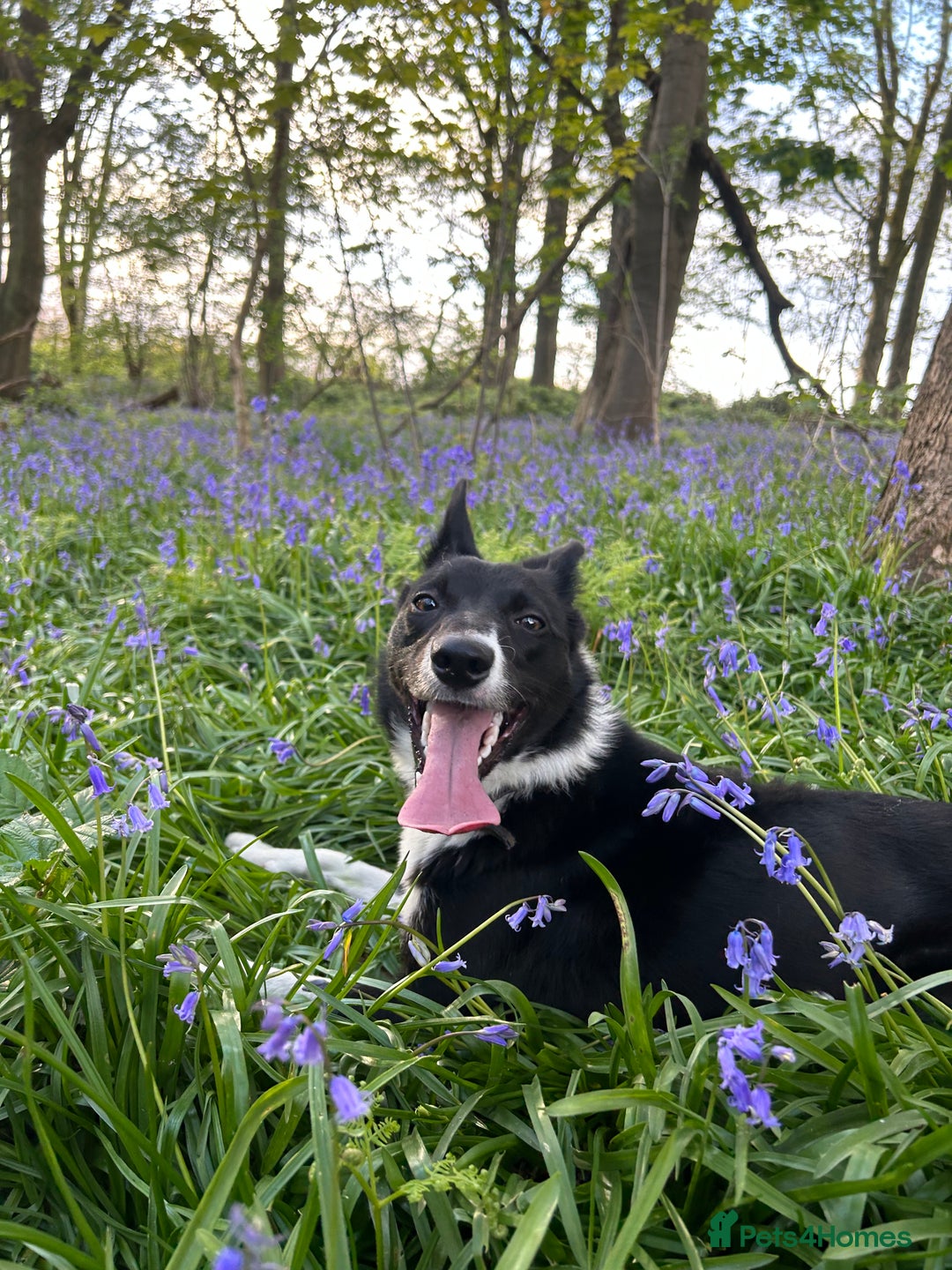 Mixed Breed dogs for sale: Kelpie x Collie puppies for sale!  - Image 12
