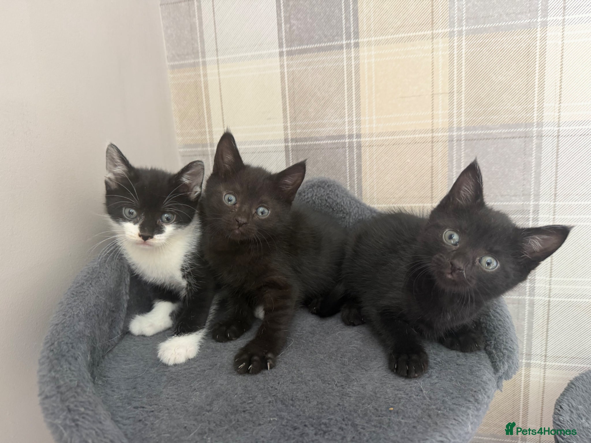 Mixed Breed cats 3 lovely little female kittens for sale 🐈‍⬛ - Advert 3