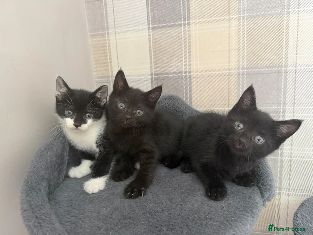 Mixed Breed cats for sale: 3 lovely little female kittens for sale 🐈‍⬛ - Advert 1
