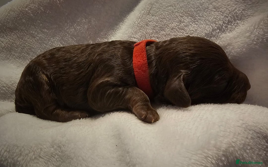 Cockapoo dogs for sale: sable & phantom & tri colour cockapoo puppies  - Image 13