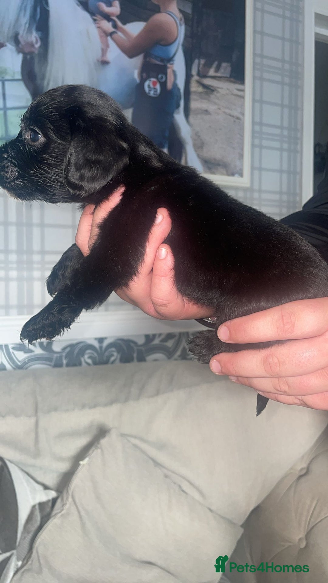 English Springer Spaniel dogs for sale: 2 beautiful english springer spaniels  - Image 4