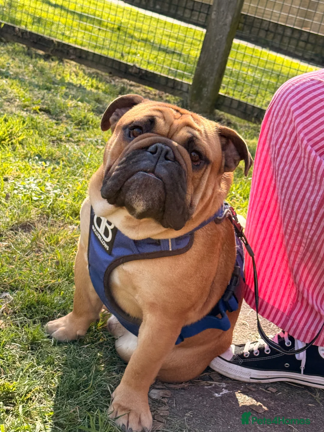 English Bulldog dogs for stud: BANKSY BOY in Portsmouth - Advert 2