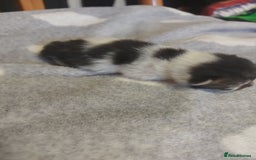 Mixed Breed cats for sale: 4 beautiful kittens - Image 3