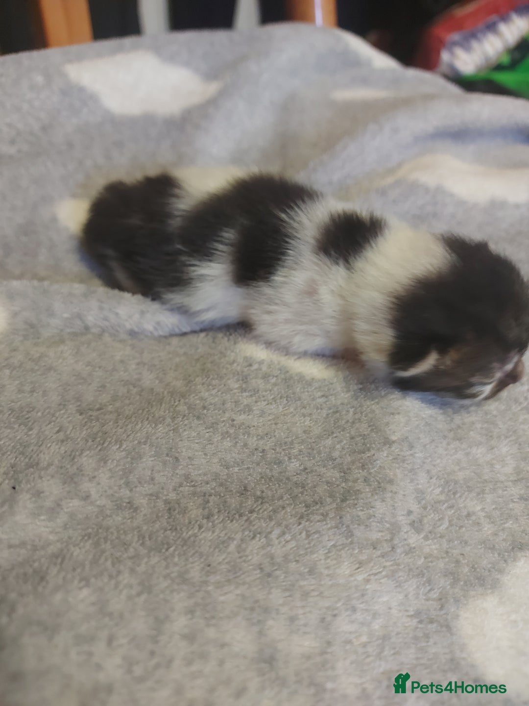 Mixed Breed cats for sale: 4 beautiful kittens - Image 3
