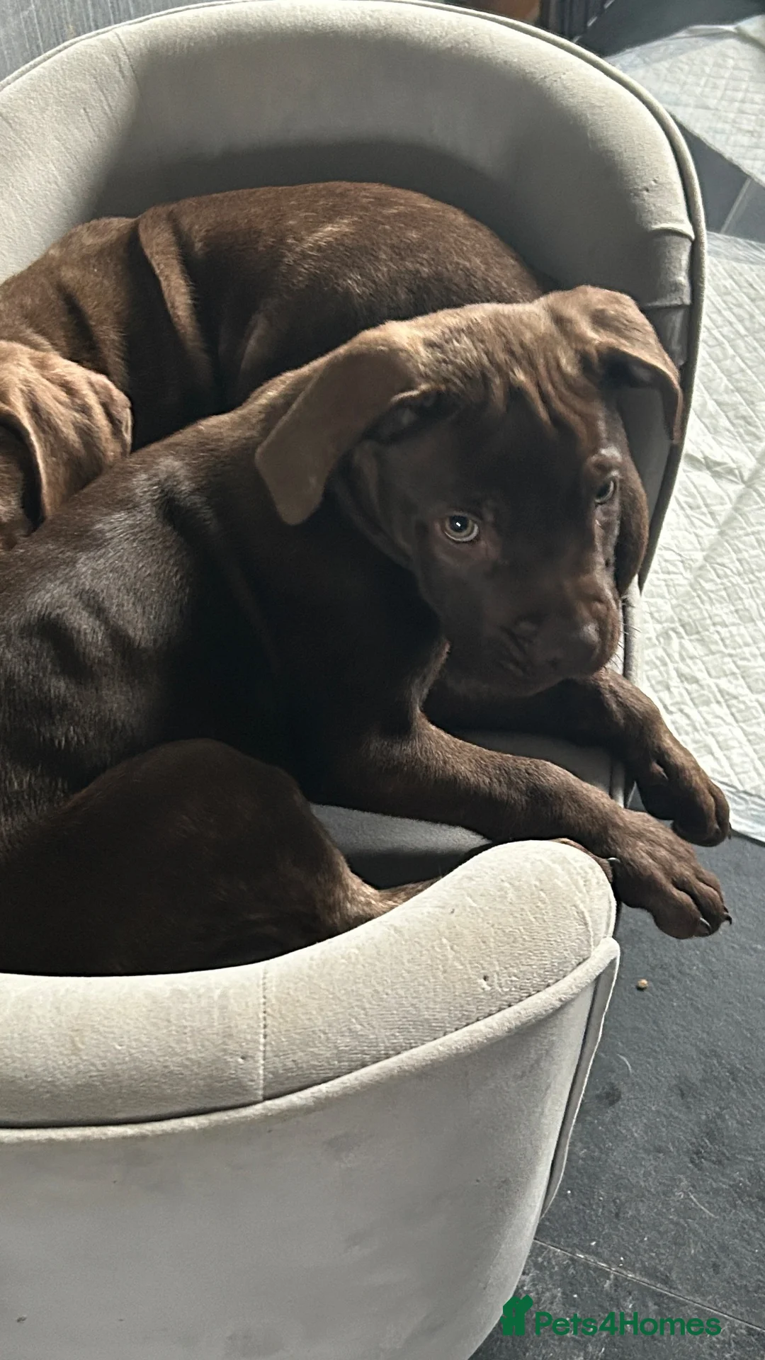 Mixed Breed dogs for sale:  PRICE DROP 3  pups looking for forever homes  - Advert 7