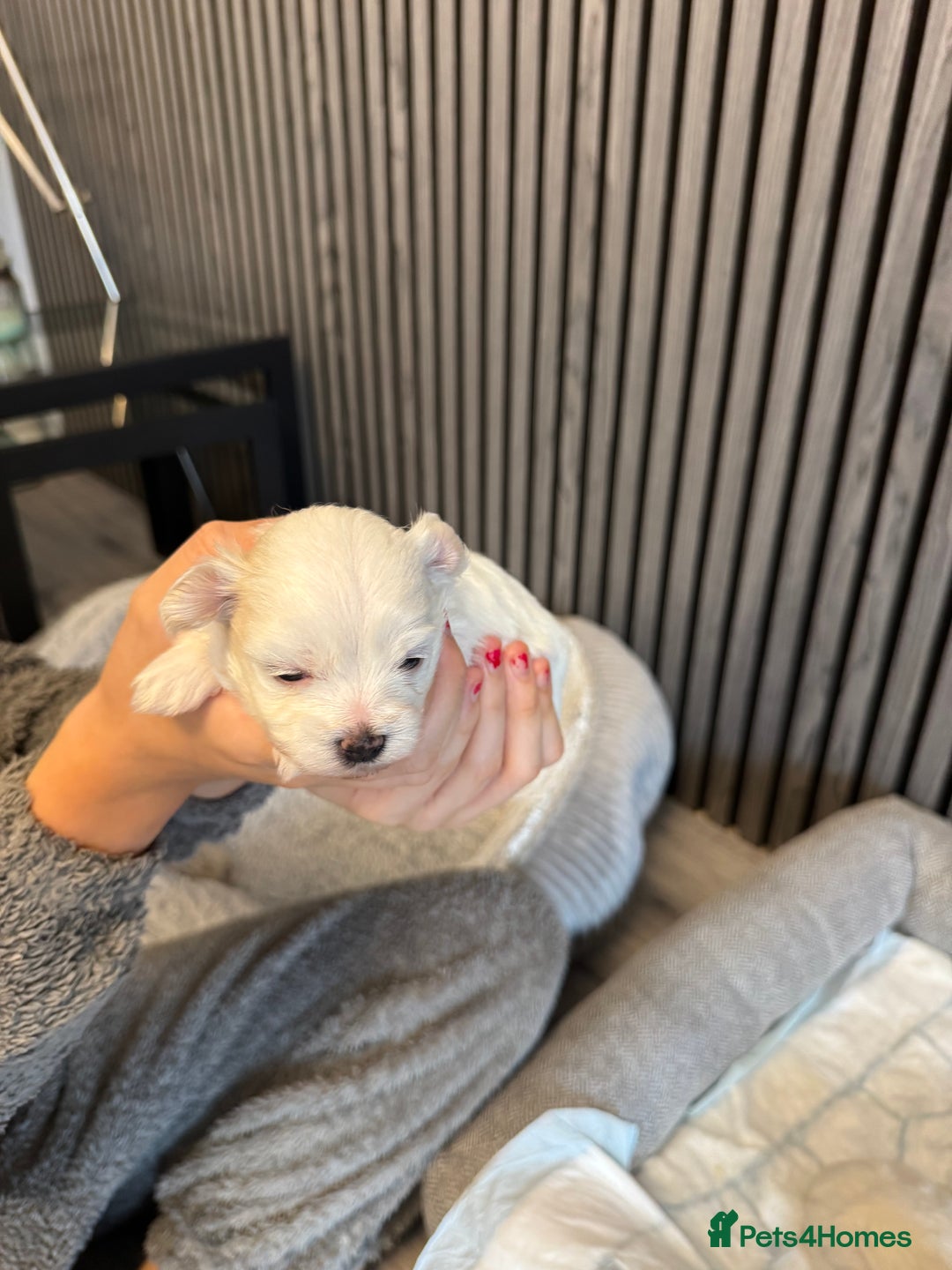 Mixed Breed dogs for sale: Bichon  Maltese  multichon - Image 1