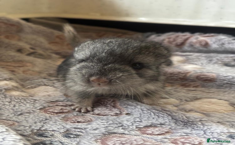 Chinchilla rodents - Advert 4
