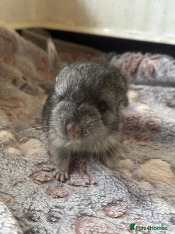 Chinchilla rodents - Advert 10