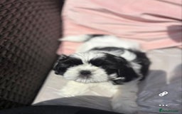 Shih Tzu dogs for sale: Puppies Shih tzu  in Peterborough - Image 9