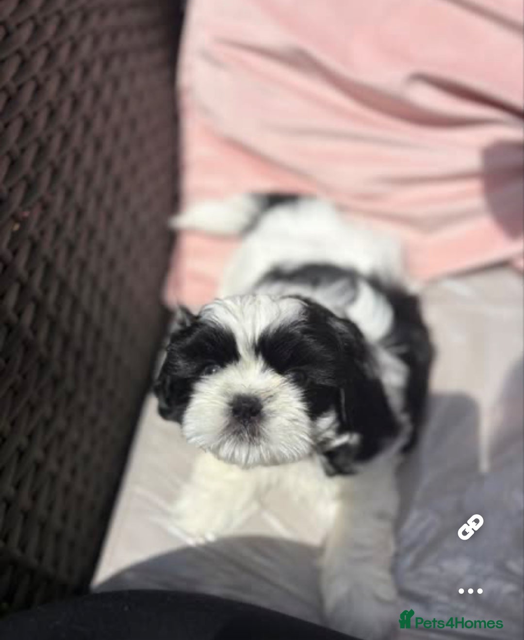Shih Tzu dogs for sale: Puppies Shih tzu  in Peterborough - Image 9