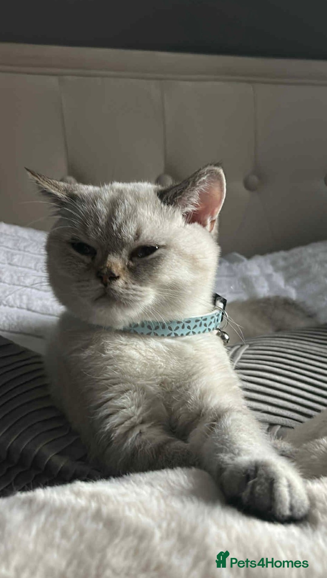 British Shorthair cats for sale: British shorthair male seal point LAST ONE TICA - Advert 4